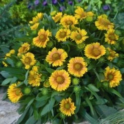 'Arizona Apricot' Blanket Flower -Plant Series fc49797d81d329fb48f92c05d632a479