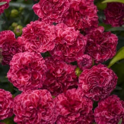 Fruit Punch® 'Raspberry Ruffles' Dianthus -Plant Series fd97f530b14e3eea63e016fcf12ade4b