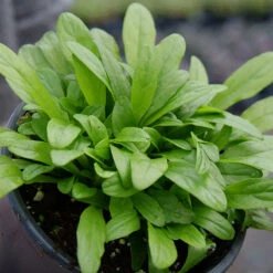 Feathered Friends™ 'Cordial Canary' Bugleweed -Plant Series feathered friends cordial canary bugleweed 2