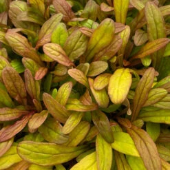 Feathered Friends™ 'Fancy Finch' Bugleweed -Plant Series feathered friends fancy finch bugleweed 2