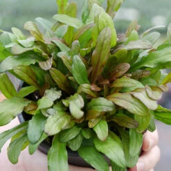 Feathered Friends™ 'Fancy Finch' Bugleweed -Plant Series feathered friends fancy finch bugleweed 3