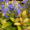 Feathered Friends™ 'Fancy Finch' Bugleweed -Plant Series feathered friends fancy finch bugleweed 4
