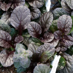 Feathered Friends™ 'Fierce Falcon' Bugleweed -Plant Series feathered friends fierce falcon bugleweed 3