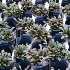 Feathered Friends™ 'Noble Nightingale' Bugleweed -Plant Series feathered friends noble nightingale bugleweed 1