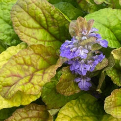 Feathered Friends™ 'Parrot Paradise' Bugleweed -Plant Series feathered friends parrot paradise bugleweed 3