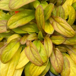 Feathered Friends™ 'Petite Parakeet' Bugleweed -Plant Series feathered friends petite parakeet bugleweed 1