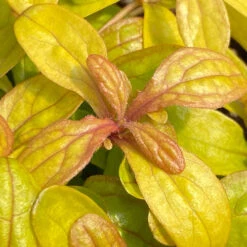Feathered Friends™ 'Petite Parakeet' Bugleweed -Plant Series feathered friends petite parakeet bugleweed 2