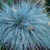 'Boulder Blue' Blue Fescue -Plant Series festuca boulder blue fescue 1 sw