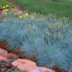 'Boulder Blue' Blue Fescue -Plant Series festuca boulder blue fescue 4 sw