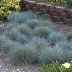 'Boulder Blue' Blue Fescue -Plant Series festuca boulder blue fescue 5 sw