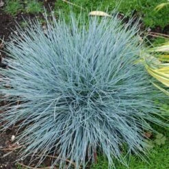 'Boulder Blue' Blue Fescue -Plant Series festuca boulder blue fescue 8 sw