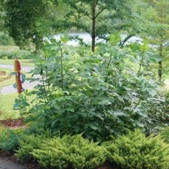 'Chicago Hardy' Fig -Plant Series ficus chicago hardy 3 sw