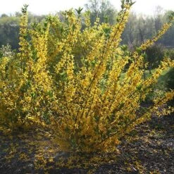 Flying Machine® Forsythia -Plant Series forsythia flying machine 1 P sw