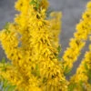 Show Off® Forsythia 1 Show Off® Forsythia -Plant Series forsythia show off 1 P