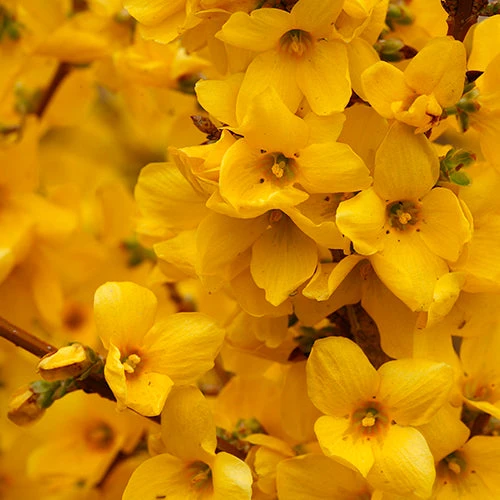 Show Off® Forsythia 5 Show Off® Forsythia - Image 3