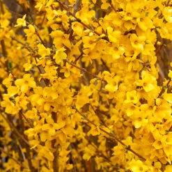 Show Off® Forsythia 10 Show Off® Forsythia -Plant Series forsythia show off 3 P