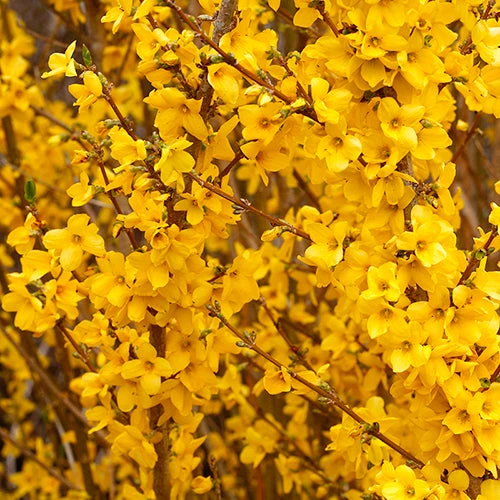 Show Off® Forsythia 6 Show Off® Forsythia - Image 4