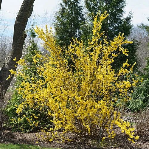 Show Off® Forsythia 4 Show Off® Forsythia - Image 2
