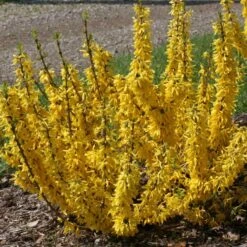 Show Off® Sugar Baby® Forsythia -Plant Series forsythia show off sugar baby flowering forsythia 3