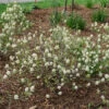 Legend Of The Small™ Bottlebrush 2 Legend Of The Small™ Bottlebrush -Plant Series fothergilla legend of the small 1