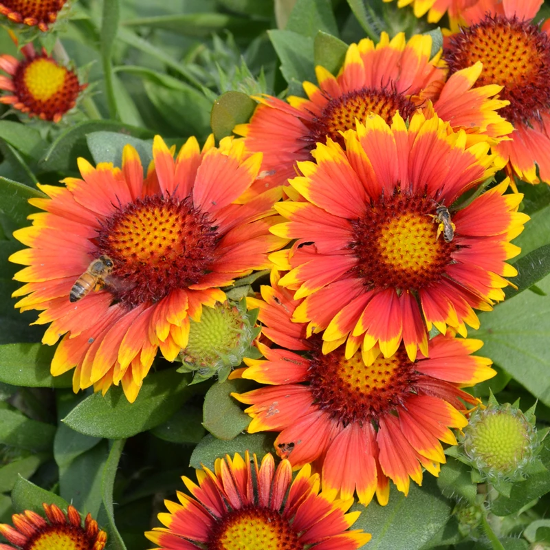 'Arizona Sun' Blanket Flower 4 'Arizona Sun' Blanket Flower - Image 2