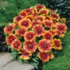 'Arizona Sun' Blanket Flower 1 'Arizona Sun' Blanket Flower -Plant Series gaillardia arizona sun1