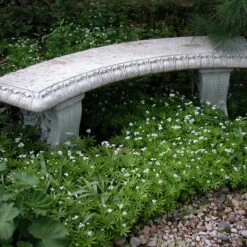 Sweet Woodruff 8 Sweet Woodruff -Plant Series galium odoratum sweet woodruff 2