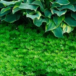 Sweet Woodruff 9 Sweet Woodruff -Plant Series galium odoratum sweet woodruff 3