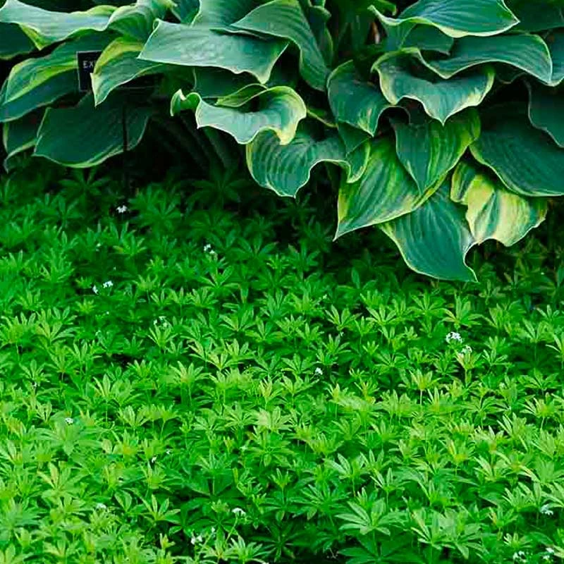 Sweet Woodruff 6 Sweet Woodruff - Image 4