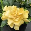 'Golden Magic' Gardenia -Plant Series gardenia golden magic 1 P sw