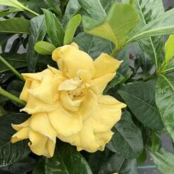 'Golden Magic' Gardenia -Plant Series gardenia golden magic 2 P sw