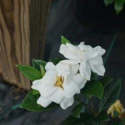 Steady As She Goes™ Gardenia -Plant Series gardenia steady as she goes 2