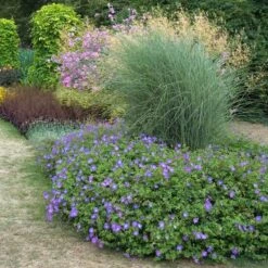 Rozanne® Cranesbill 10 Rozanne® Cranesbill -Plant Series geranium rozanne cranesbill 3