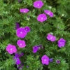 'Vision Violet' Cranesbill -Plant Series geranium vision violet 1 P
