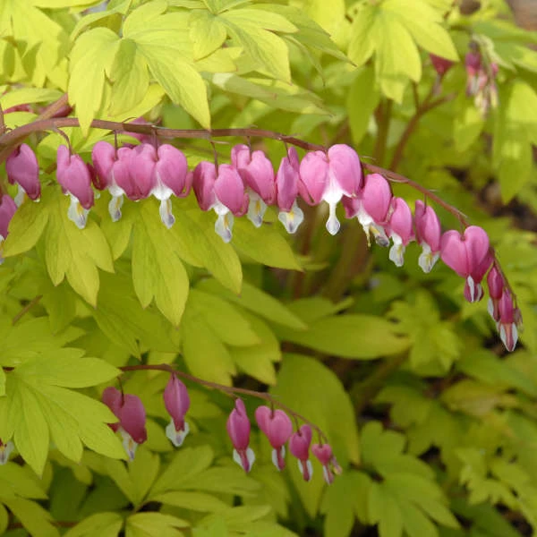 'Gold Heart' Bleeding Heart 3 'Gold Heart' Bleeding Heart