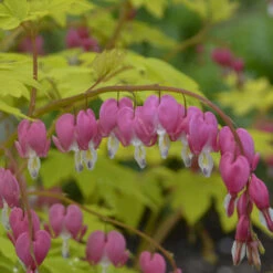 'Gold Heart' Bleeding Heart 8 'Gold Heart' Bleeding Heart -Plant Series gold heart bleeding heart dicentra 3