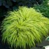 'All Gold' Japanese Forest Grass -Plant Series hakonechloa all gold 1 a1fd9739 f6f2 44a2 b587 2dd8dffbbe17 sw