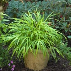 'All Gold' Japanese Forest Grass -Plant Series hakonechloa all gold 3 b4b0152e 527f 46e9 b89c 36229e31c032 sw