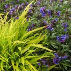 'All Gold' Japanese Forest Grass -Plant Series hakonechloa all gold 4 b7845a8b cb7b 4bfb ac76 0dd1648d2150 sw