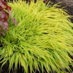 'All Gold' Japanese Forest Grass -Plant Series hakonechloa all gold 5 3709d58b fe30 4150 9c31 523a2029354f sw