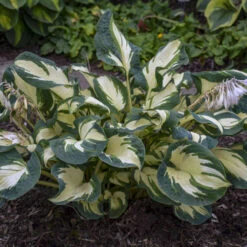 'Hans' Hosta -Plant Series hans hosta 3