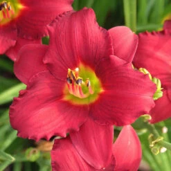 'Pardon Me' Daylily -Plant Series hemerocallis pardon me daylily 1