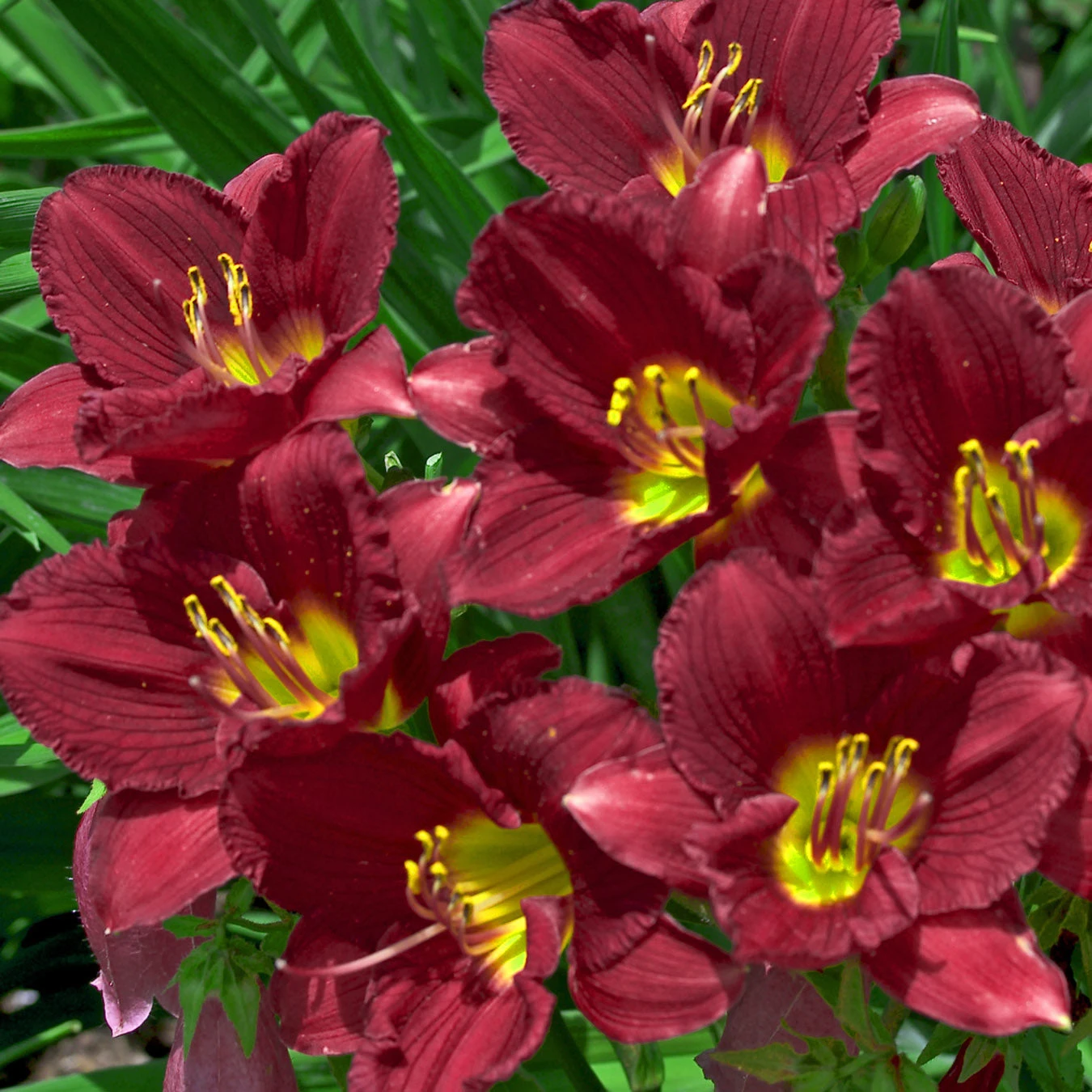 'Ruby Stella' Daylily 3 'Ruby Stella' Daylily