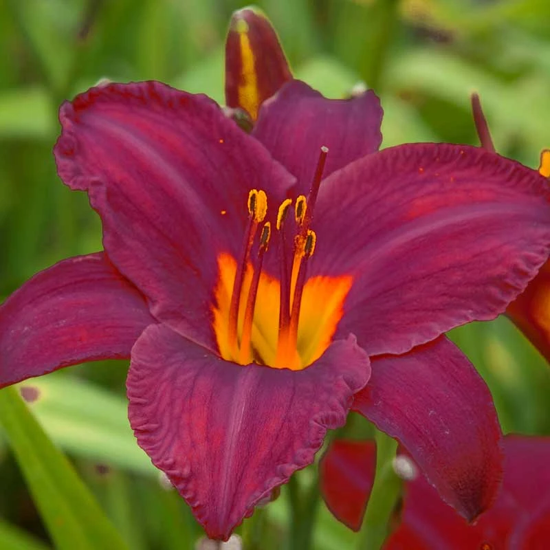 'Ruby Stella' Daylily 4 'Ruby Stella' Daylily - Image 2