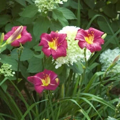 'Ruby Stella' Daylily 9 'Ruby Stella' Daylily -Plant Series hemerocallis ruby stella 4