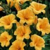 'Stella D'Oro' Daylily -Plant Series hemerocallis stella doro daylily 1