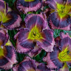 Rainbow Rhythm® 'Storm Shelter' Daylily -Plant Series hemerocallis storm shelter 2