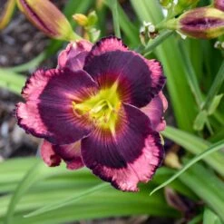 Rainbow Rhythm® 'Storm Shelter' Daylily -Plant Series hemerocallis storm shelter 3