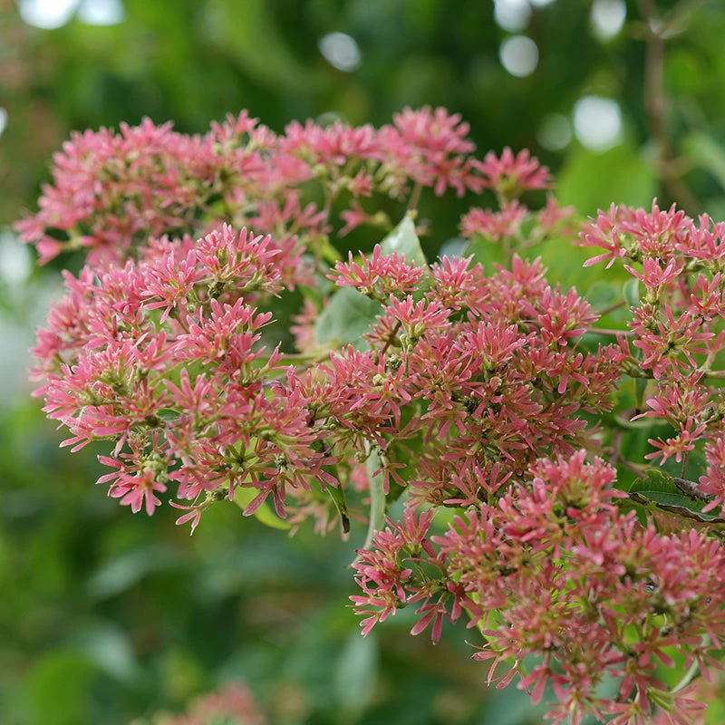 Temple Of Bloom® Seven Son Flower 4 Temple Of Bloom® Seven Son Flower - Image 2