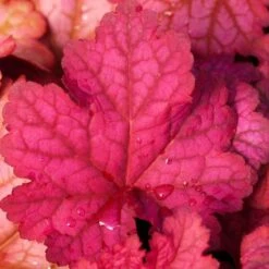 'Berry Smoothie' Coral Bells -Plant Series heuchera berry smoothie coral bells 3 786b0487 b5ec 4562 8813 9d5b97ed6c12 sw